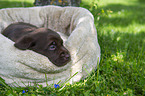 Labrador Retriever puppy