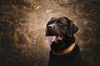 Labrador Retriever