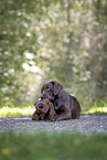 brown Labrador