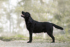 Labrador