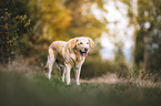 Labrador Retriever