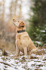 Labrador Retriever