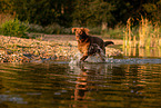 Labrador Retriever