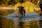 Labrador Retriever