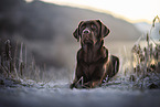 Labrador Retriever