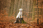 blonde Labrador Retriever