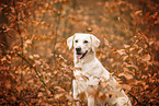 blonde Labrador Retriever