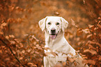 blonde Labrador Retriever