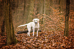 blonde Labrador Retriever