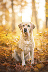 yellow Labrador Retriever