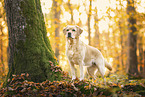 yellow Labrador Retriever