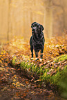 black Labrador Retriever