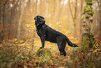 black Labrador Retriever