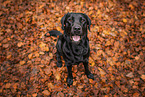 black Labrador Retriever