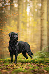 black Labrador Retriever