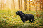 black Labrador Retriever