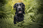 black Labrador Retriever