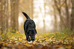 black Labrador Retriever