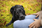 black Labrador Retriever