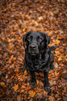 black Labrador Retriever