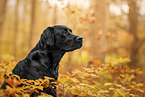 black Labrador Retriever