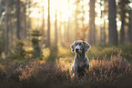 grey Labrador Retriever