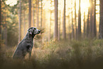 grey Labrador Retriever