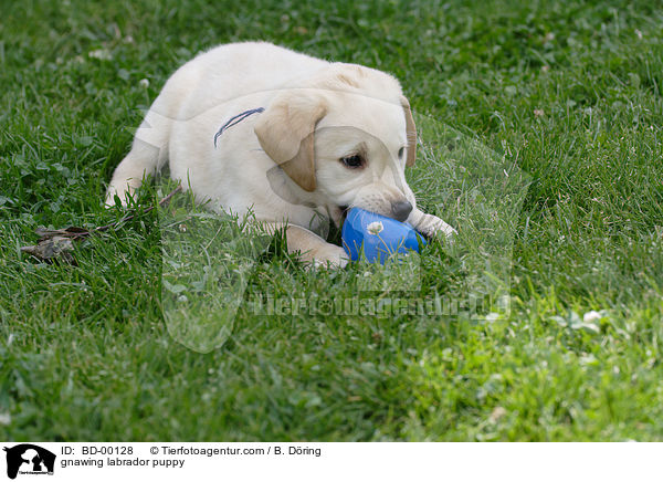 knabbernder Labradorwelpe / gnawing labrador puppy / BD-00128