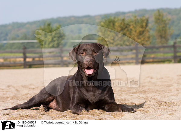 lying Labrador / BD-00527