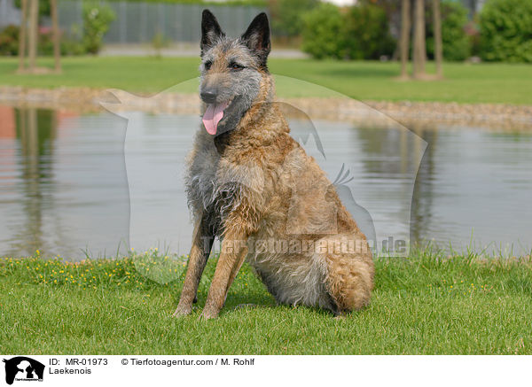 Belgischer Schferhund Laekenois / Laekenois / MR-01973