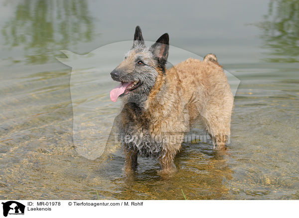 Belgischer Schferhund Laekenois / Laekenois / MR-01978