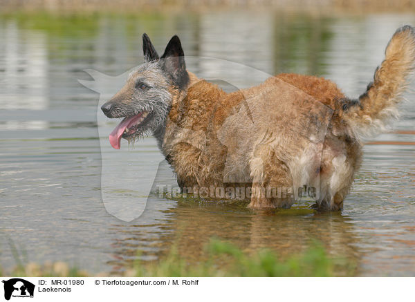 Belgischer Schferhund Laekenois / Laekenois / MR-01980