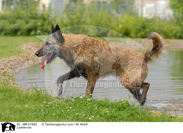 Belgischer Schferhund Laekenois / Laekenois / MR-01982