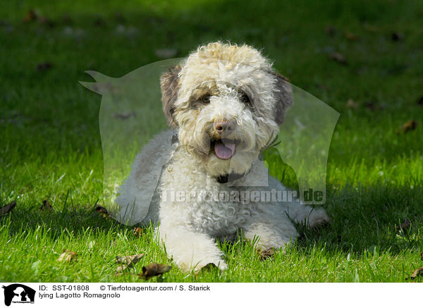 liegender Lagotto Romagnolo / lying Lagotto Romagnolo / SST-01808