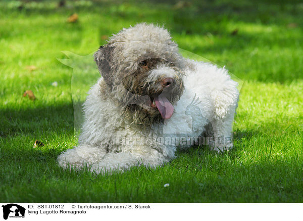 liegender Lagotto Romagnolo / lying Lagotto Romagnolo / SST-01812