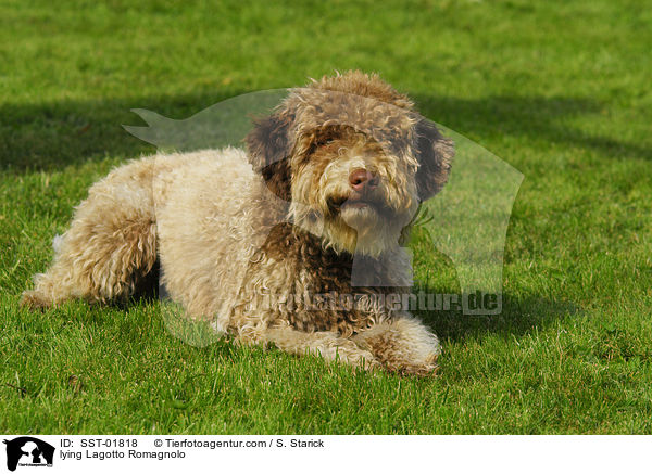 liegender Lagotto Romagnolo / lying Lagotto Romagnolo / SST-01818