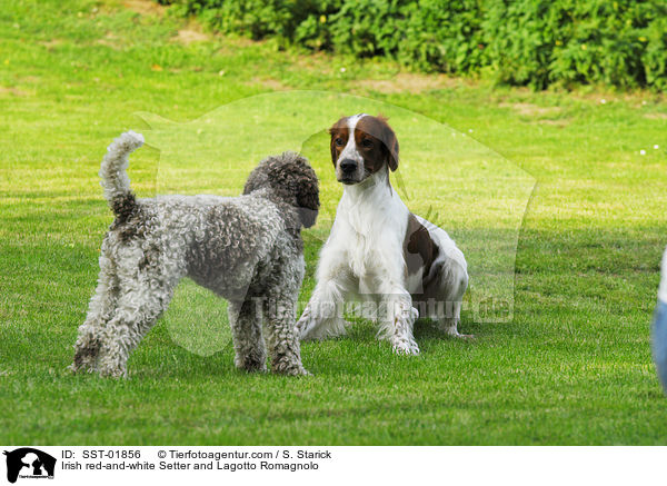 Irish red-and-white Setter und Lagotto Romagnolo / Irish red-and-white Setter and Lagotto Romagnolo / SST-01856