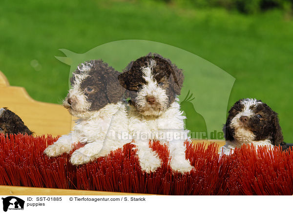 Lagotto Romagnolo Welpe / puppies / SST-01885