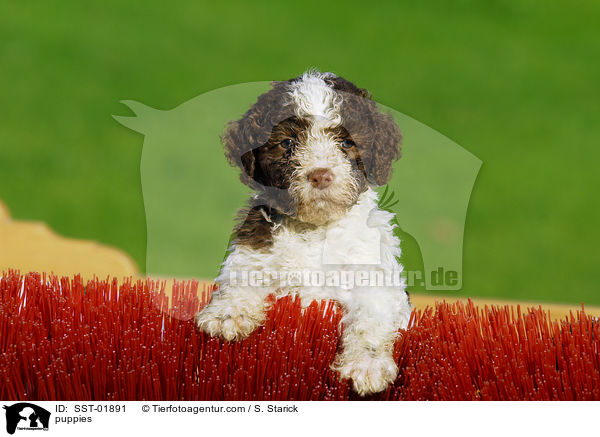 Lagotto Romagnolo Welpe / puppies / SST-01891