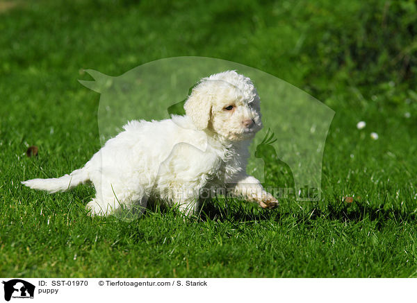 Lagotto Romagnolo Welpe / puppy / SST-01970