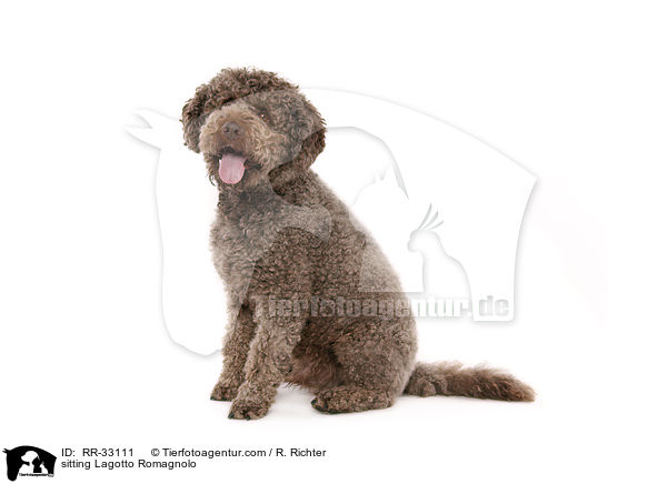 sitzender Lagotto Romagnolo / sitting Lagotto Romagnolo / RR-33111