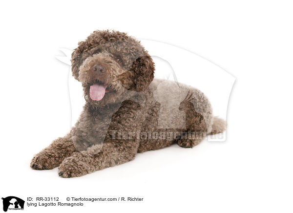 liegender Lagotto Romagnolo / lying Lagotto Romagnolo / RR-33112