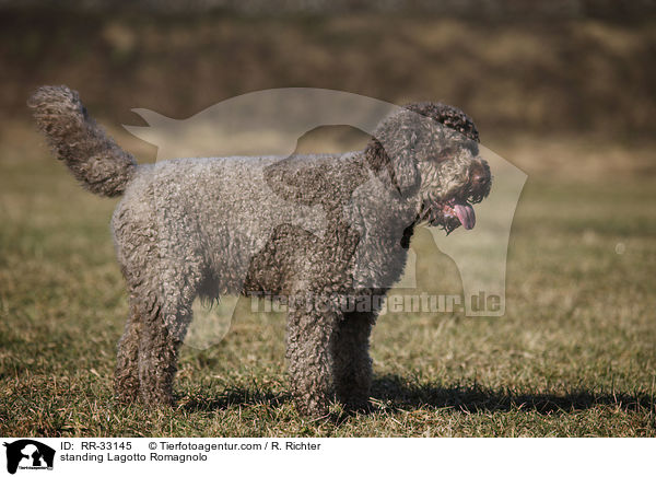 stehender Lagotto Romagnolo / standing Lagotto Romagnolo / RR-33145