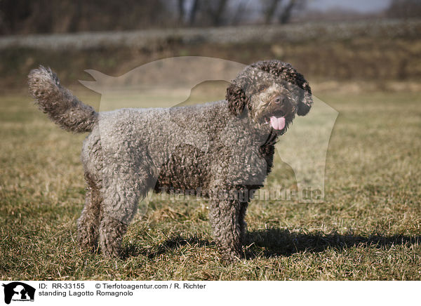 stehender Lagotto Romagnolo / standing Lagotto Romagnolo / RR-33155