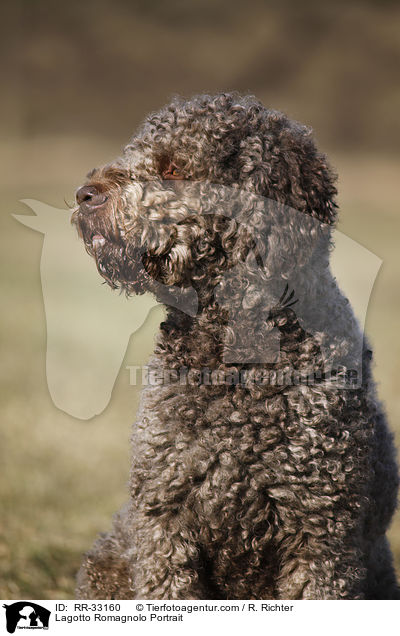 Lagotto Romagnolo Portrait / Lagotto Romagnolo Portrait / RR-33160