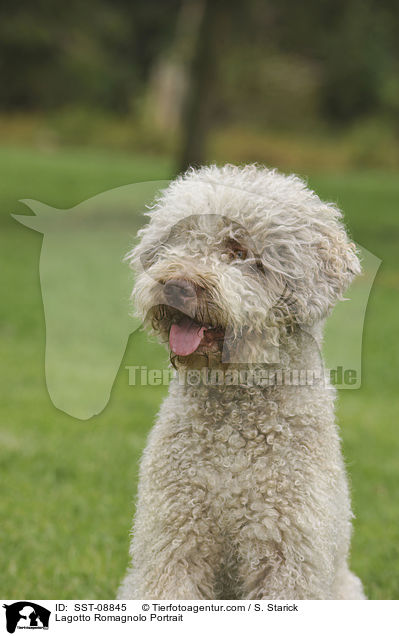 Lagotto Romagnolo Portrait / Lagotto Romagnolo Portrait / SST-08845