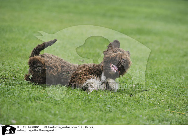 Lagotto Romagnolo wlich / rolling Lagotto Romagnolo / SST-08861