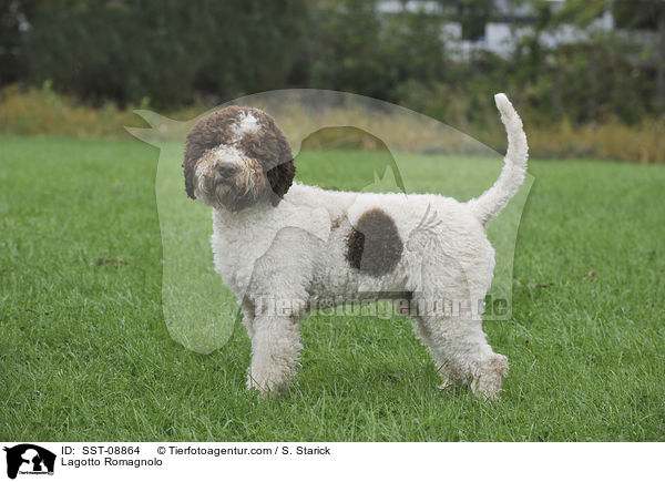 Lagotto Romagnolo / Lagotto Romagnolo / SST-08864