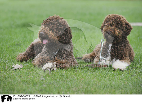 Lagotto Romagnolo / Lagotto Romagnolo / SST-08879