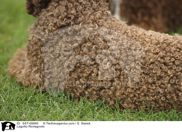 Lagotto Romagnolo / SST-08880